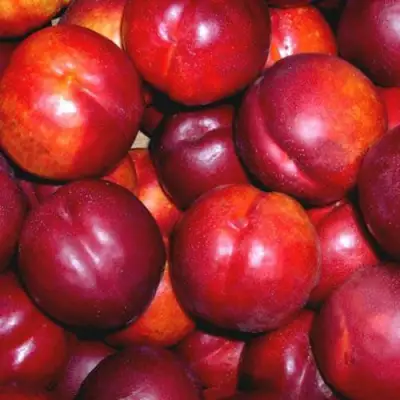 Нектарин МЕДВЕДЕВСКИЙ в Жодино