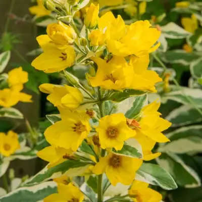 Вербейник АЛЕКСАНДР точечный в Жодино