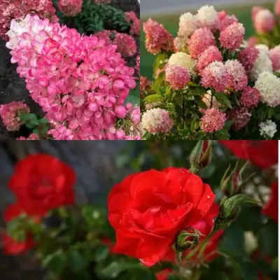 Комплект РОЗОВЫЙ ЗАКАТ в Жодино