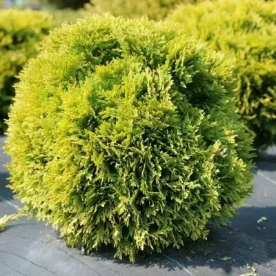 Туя ДАВИД западная в Жодино