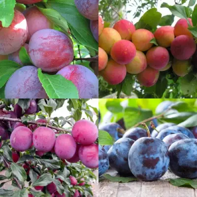 Комплект СЛИВОВЫЙ САД в Жодино