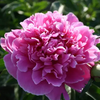 Пион ГОЛУБАЯ ХРИЗАНТЕМА травянистый в Жодино