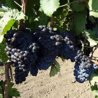 Виноград ДЕНИСОВСКИЙ в Жодино