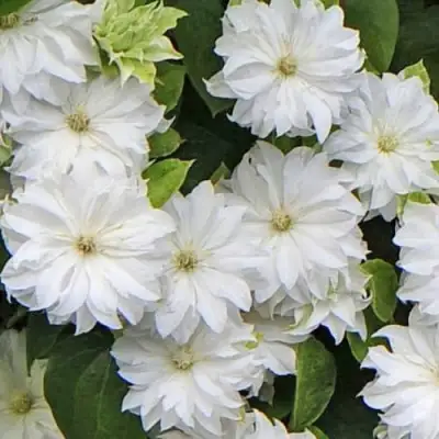 Клематис МАРИЯ СКЛОДОВСКАЯ-КЮРИ в Жодино