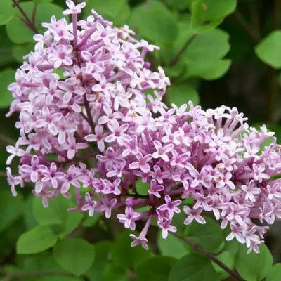 Сирень ПАЛИБИН  в Жодино