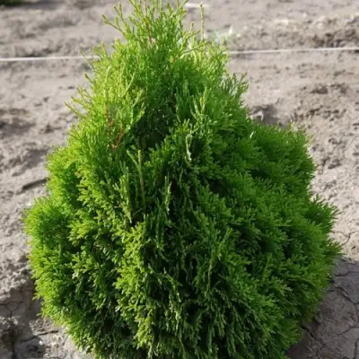 Туя МИКИ западная в Жодино