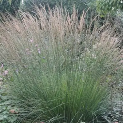 Молиния ХАЙДЕБРАУТ голубая в Жодино