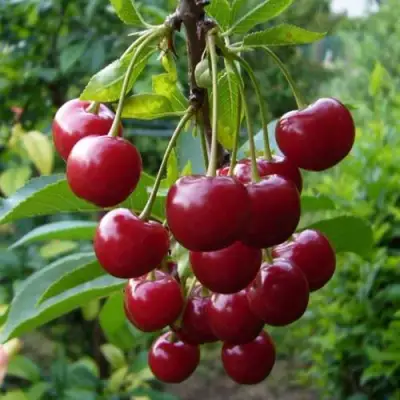 Вишня ВЯНОК в Жодино