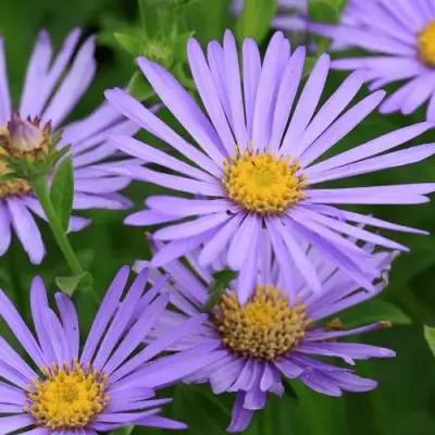 Астра ЛЕДИ ИН БЛЮ в Жодино