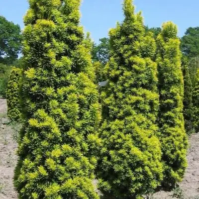 Тис ДАВИД ягодный в Жодино