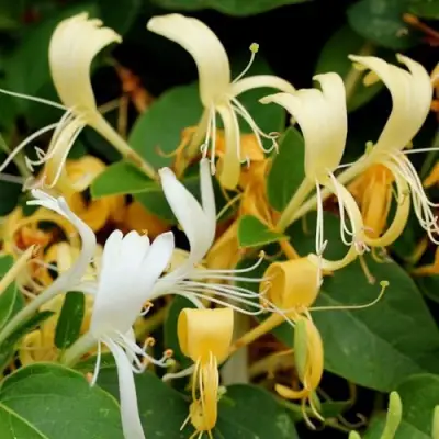 Жимолость ХАЛЛИАНА японская (Хелиана) в Жодино