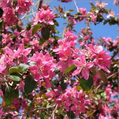 Яблоня ХЕЛЕНА декоративная в Жодино