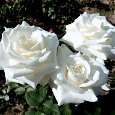 Роза БОИНГ чайно-гибридная в Жодино