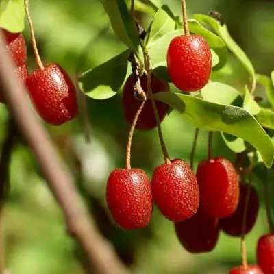 ГУМИ (ЛОХ МНОГОЦВЕТКОВЫЙ) в Жодино