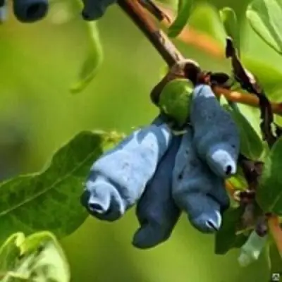 Жимолость съедобная ПУШКИНСКАЯ в Жодино