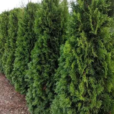 Туя ПИРАМИДАЛИС КОМПАКТА западная в Жодино