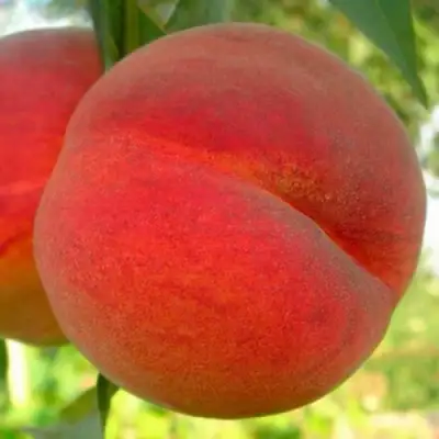 Персик МАЙСКИЙ ЦВЕТОК в Жодино