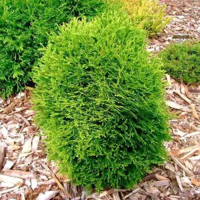 Туя ВОТЕРФИЛД западная в Жодино