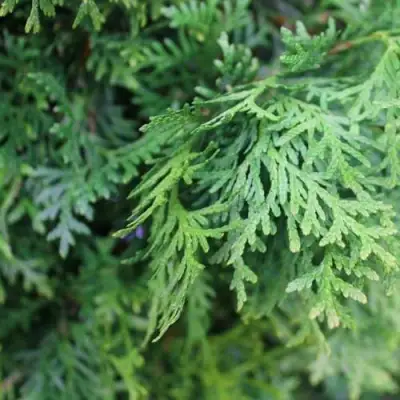 Туя ПИРАМИДАЛИС КОМПАКТА западная в Жодино