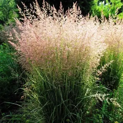 Молиния ФОНТЕЙН тростниковая в Жодино