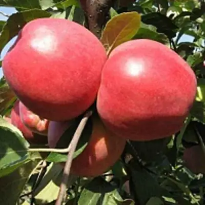 Яблоня ЗАСЛАВСКОЕ в Жодино