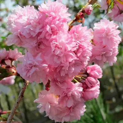 Сакура КИКУ ШИДАРЕ в Жодино