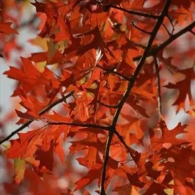 Дуб болотный в Жодино