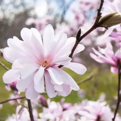 Магнолия РОЗЕЯ в Жодино