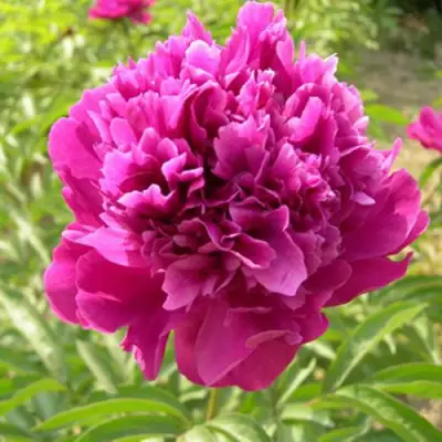 Пион КИТАЙСКИЙ ШЕЛК травянистый в Жодино