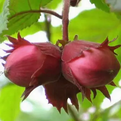 Фундук АЙВЕНГО в Жодино