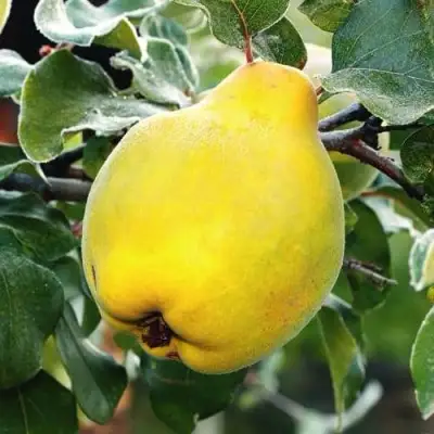 Айва РУМО в Жодино