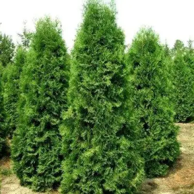 Туя ПИРАМИДАЛИС КОМПАКТА западная в Жодино