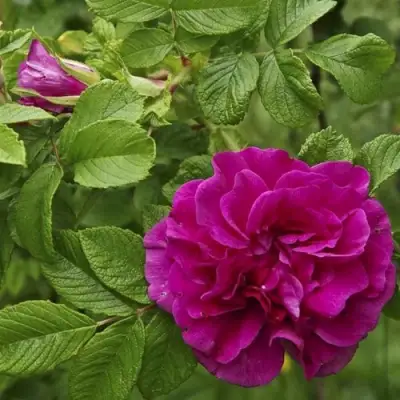 Шиповник ХАНСА в Жодино