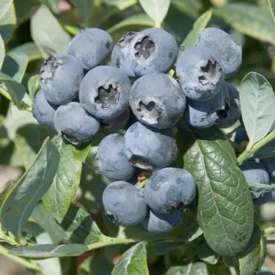 Голубика БРИГИТТА в Жодино