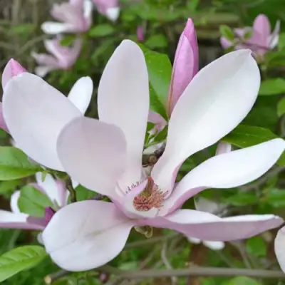 Магнолия ДЖОРДЖ ГЕНРИ КЕРН в Жодино