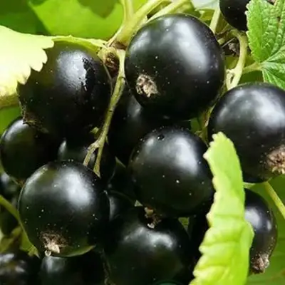 Смородина черная ЭБОНИ в Жодино