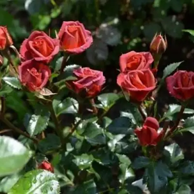 Роза ЧОКОЧИНО спрей в Жодино