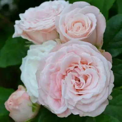 саженцы розы Бомбастик