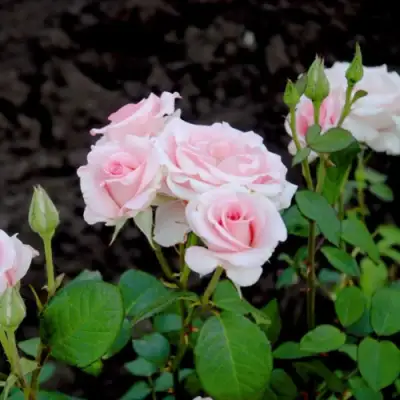 Роза ФЛАМИНГО чайно-гибридная в Жодино