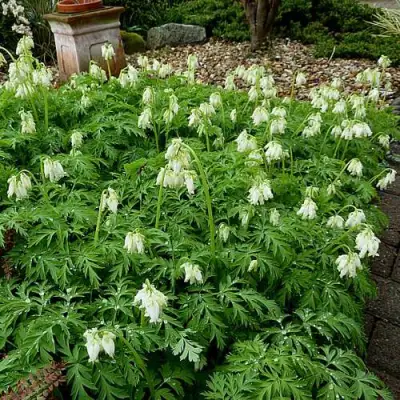 Дицентра красивая АВРОРА в Жодино