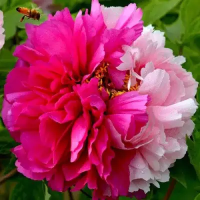 Пион ДВЕ СЕСТРЫ древовидный в Жодино