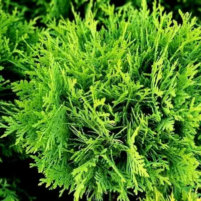 Туя ДАНИКА западная в Жодино