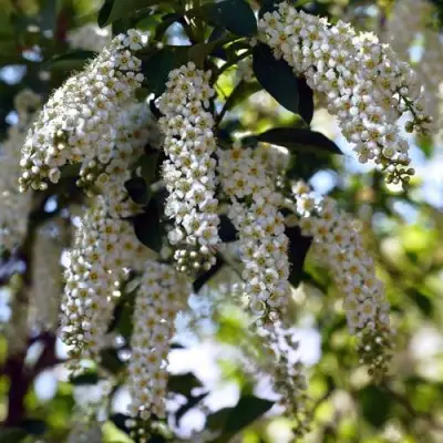Черемуха виргинская ШУБЕРТ в Жодино