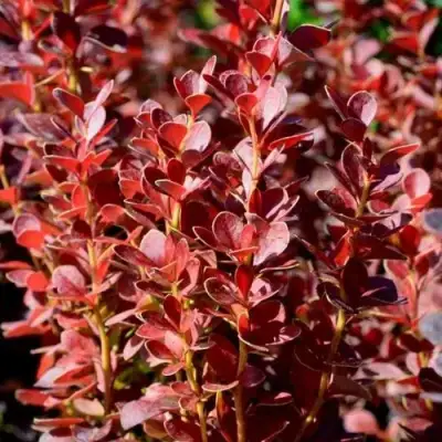 Барбарис ВУЛКАНО тунберга в Жодино