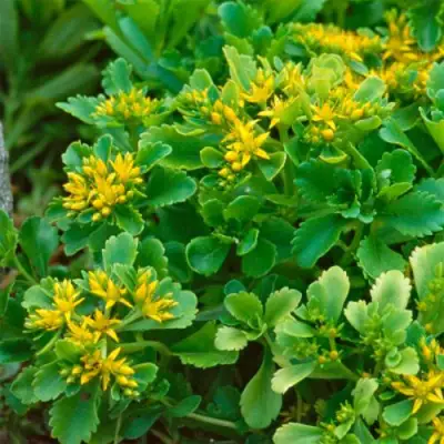 Очиток (седум) ИММЕРГРУН камчатский в Жодино