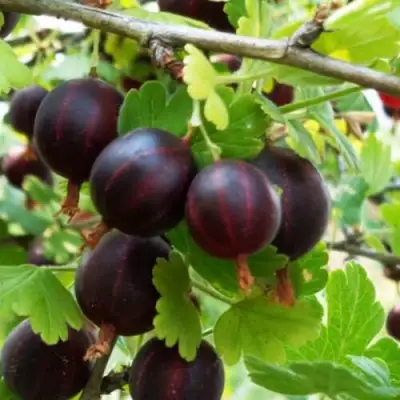 саженцы крыжовника северный капитан