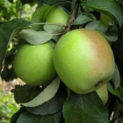 Яблоня ПАМЯТЬ СИКОРЫ в Жодино