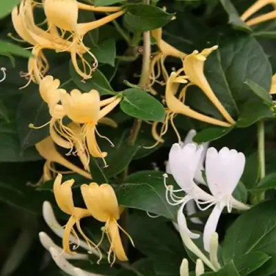 Жимолость ХАЛЛИАНА японская (Хелиана) в Жодино