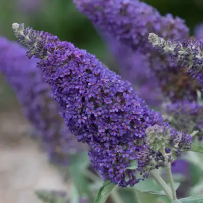 Буддлея НАНО ПЕРПЛ  в Жодино