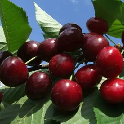 Черешня РЕВНА в Жодино